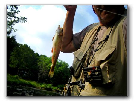 riverview/rainbow_trout_1.jpg
