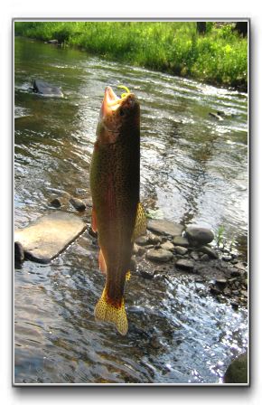 riverview/rainbow_trout_2.jpg